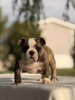 Ranger, a male English Bulldog for sale in Rocky Mount, NC – 3 of 6
