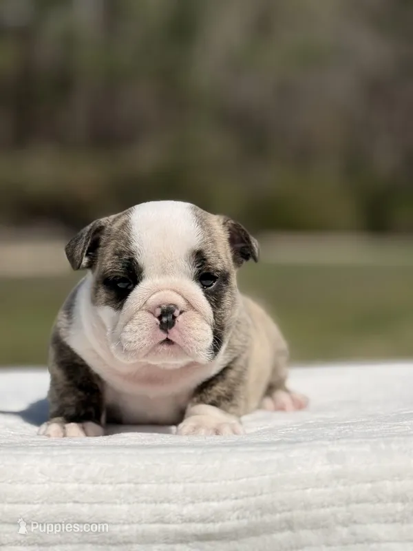 Ranger – English Bulldog puppy for sale in Rocky Mount, NC