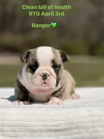 Ranger, a male English Bulldog for sale in Rocky Mount, NC – Photo 8 of 8