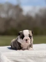 Ranger, a male English Bulldog for sale in Rocky Mount, NC – Photo 3 of 8