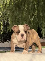 Ranger, a male English Bulldog for sale in Rocky Mount, NC – 2 of 6