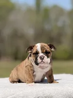Ramona, a female English Bulldog for sale in Rocky Mount, NC – Photo 3 of 5