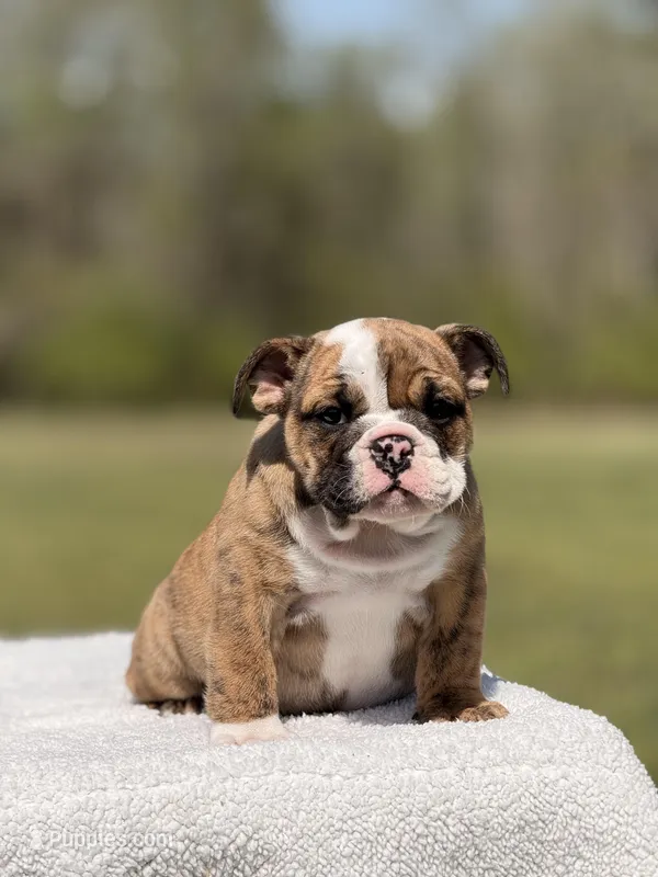 Ramona – English Bulldog puppy for sale in Rocky Mount, NC