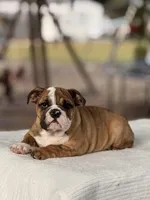 Ramona, a female English Bulldog for sale in Rocky Mount, NC – 6 of 6
