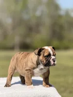 Ramona, a female English Bulldog for sale in Rocky Mount, NC – Photo 4 of 5