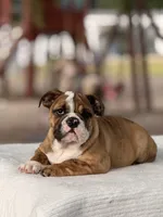 Ramona, a female English Bulldog for sale in Rocky Mount, NC – 4 of 6