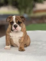 Ramona, a female English Bulldog for sale in Rocky Mount, NC – 5 of 6