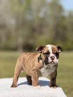 Ramona, a female English Bulldog for sale in Rocky Mount, NC – Photo 2 of 5