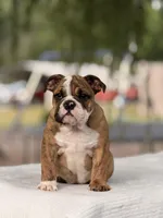 Ramona, a female English Bulldog for sale in Rocky Mount, NC – 2 of 6