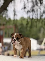 Ramona, a female English Bulldog for sale in Rocky Mount, NC – 3 of 6