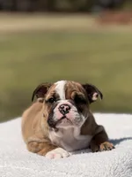 Ramona, a female English Bulldog for sale in Rocky Mount, NC – Photo 5 of 5