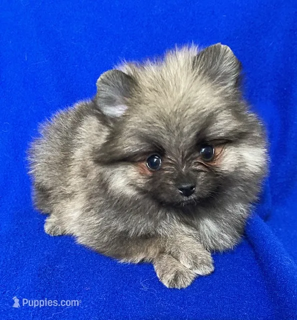 Daisy – Pomeranian puppy for sale in Denver, CO
