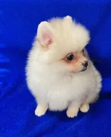 Snowball, a male Pomeranian for sale in Denver, CO – 3 of 4