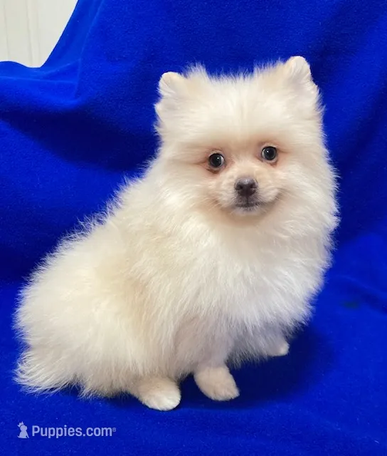 Arctic – Pomeranian puppy for sale in Denver, CO