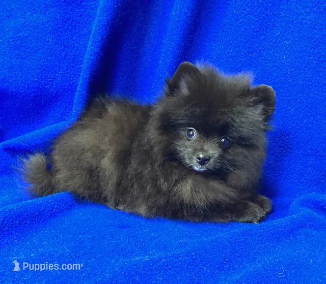 Luna – Pomeranian puppy for sale in Denver, CO