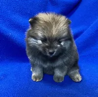 Bella, a female Pomeranian for sale in Denver, CO – Photo 5 of 6