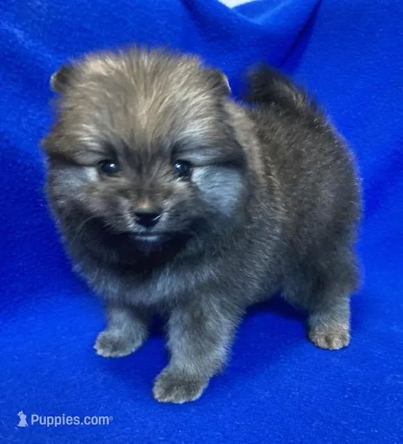 Bella, a female Pomeranian for sale in Denver, CO – Photo 1 of 6