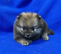 Bella, a female Pomeranian for sale in Denver, CO – Photo 4 of 6