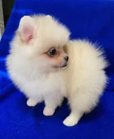 Snowball, a male Pomeranian for sale in Denver, CO – 1 of 4