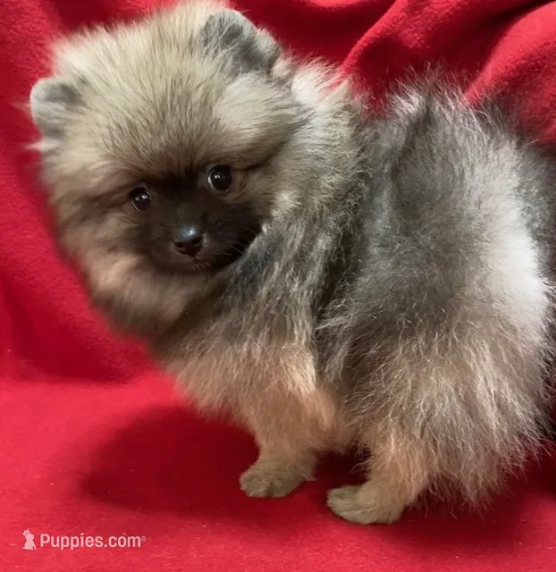 Daisy – Pomeranian puppy for sale in Denver, CO
