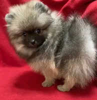 Daisy, a female Pomeranian for sale in Denver, CO – 1 of 3
