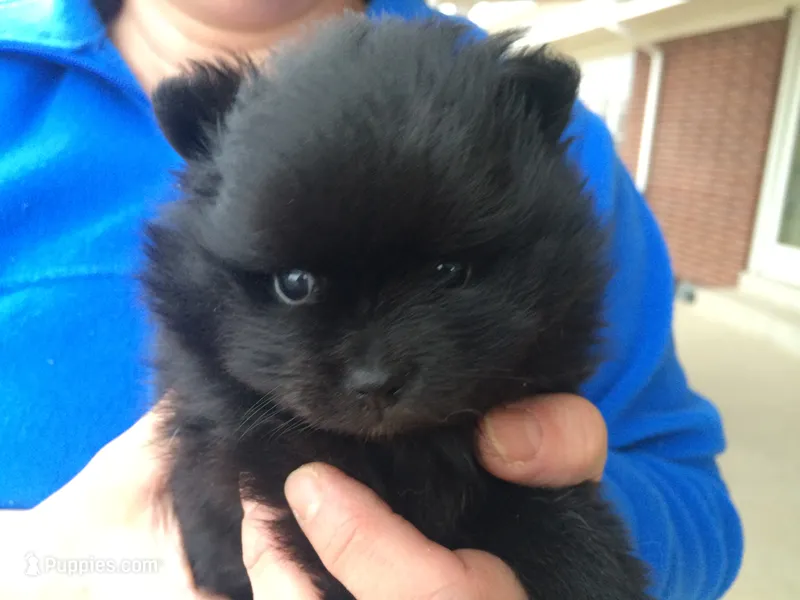 Shadow – Pomeranian puppy for sale in Denver, CO