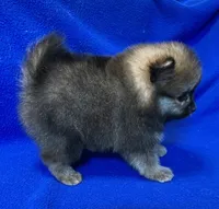 Taz, a male Pomeranian for sale in Denver, CO – 2 of 3