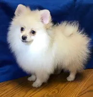 Arctic, a male Pomeranian for sale in Denver, CO – 2 of 3