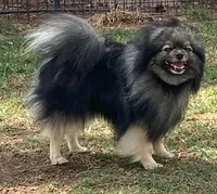 Wolfy, a male Pomeranian for sale in Denver, CO – Photo 3 of 4