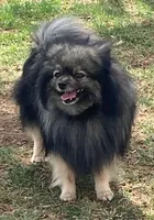 Wolfy, a male Pomeranian for sale in Denver, CO – Photo 2 of 4