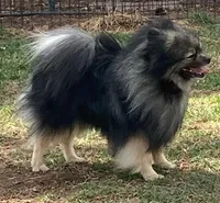 Wolfy, a male Pomeranian for sale in Denver, CO – Photo 1 of 4