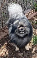 Wolfy, a male Pomeranian for sale in Denver, CO – Photo 4 of 4