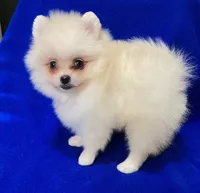 Snowball, a male Pomeranian for sale in Denver, CO – 4 of 4