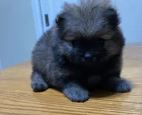Bella, a female Pomeranian for sale in Denver, CO – 3 of 3