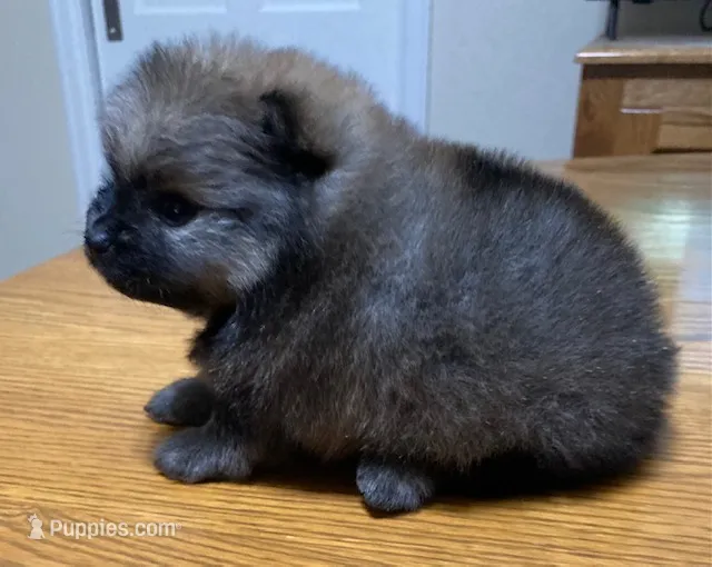 Bella – Pomeranian puppy for sale in Denver, CO