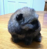 Bella, a female Pomeranian for sale in Denver, CO – 2 of 3