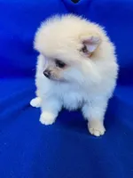 Nanny, a female Pomeranian for sale in Denver, CO – Photo 3 of 4