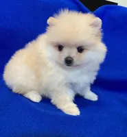 Nanny, a female Pomeranian for sale in Denver, CO – Photo 1 of 4