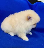 Nanny, a female Pomeranian for sale in Denver, CO – Photo 4 of 4