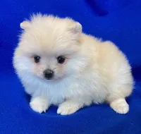 Nanny, a female Pomeranian for sale in Denver, CO – Photo 2 of 4