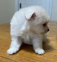 Taz, a male Pomeranian for sale in Denver, CO – 2 of 2
