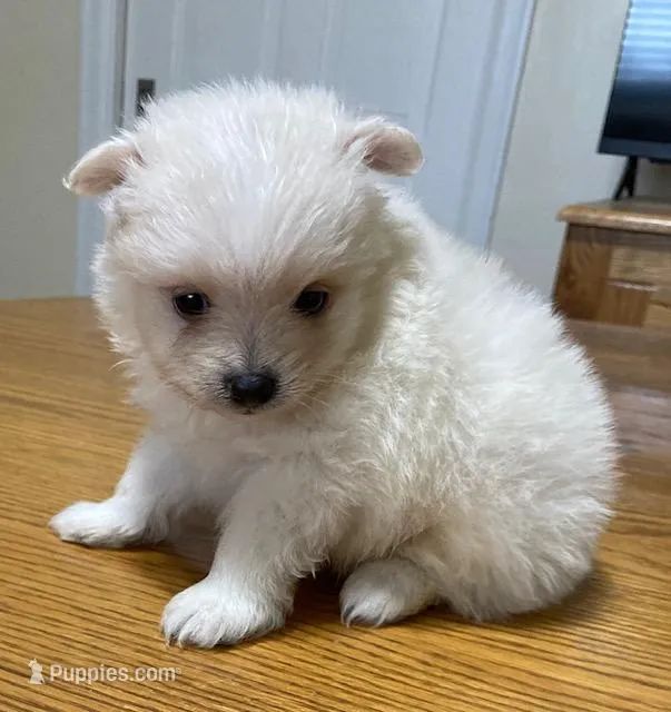 Taz – Pomeranian puppy for sale in Denver, CO
