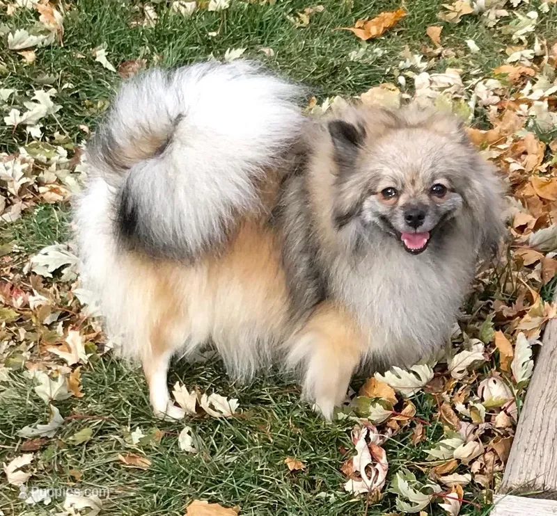 Daisy, a female Pomeranian for sale in Denver, CO – Photo 1 of 4