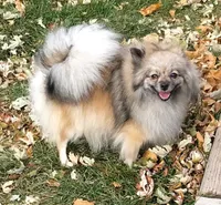 Daisy, a female Pomeranian for sale in Denver, CO – Photo 1 of 4