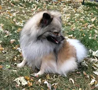 Daisy, a female Pomeranian for sale in Denver, CO – Photo 2 of 4