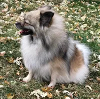 Daisy, a female Pomeranian for sale in Denver, CO – Photo 3 of 4