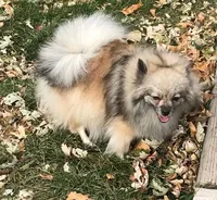 Daisy, a female Pomeranian for sale in Denver, CO – Photo 4 of 4