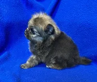 Taz, a male Pomeranian for sale in Denver, CO – 3 of 3