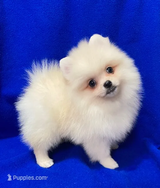 Snowball – Pomeranian puppy for sale in Denver, CO