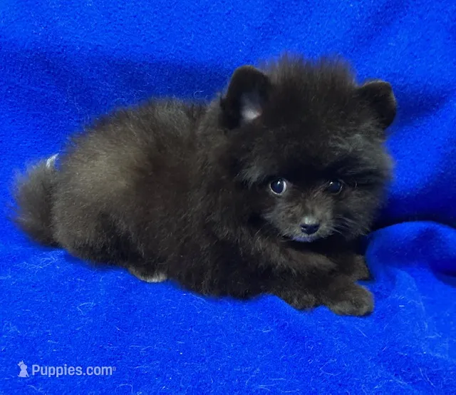 Luna – Pomeranian puppy for sale in Denver, CO